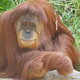 Image for article titled Orangutan populations develop different cultures just like humans